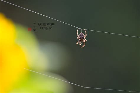 蛇喜歡的環境 蜘蛛如何結網